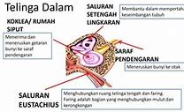 Meneruskan Getaran Ke Jendela Oval Fungsi Dari